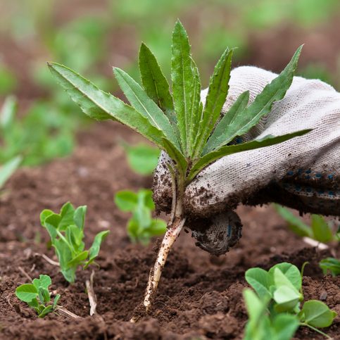 person removing weeds from vegetable patch