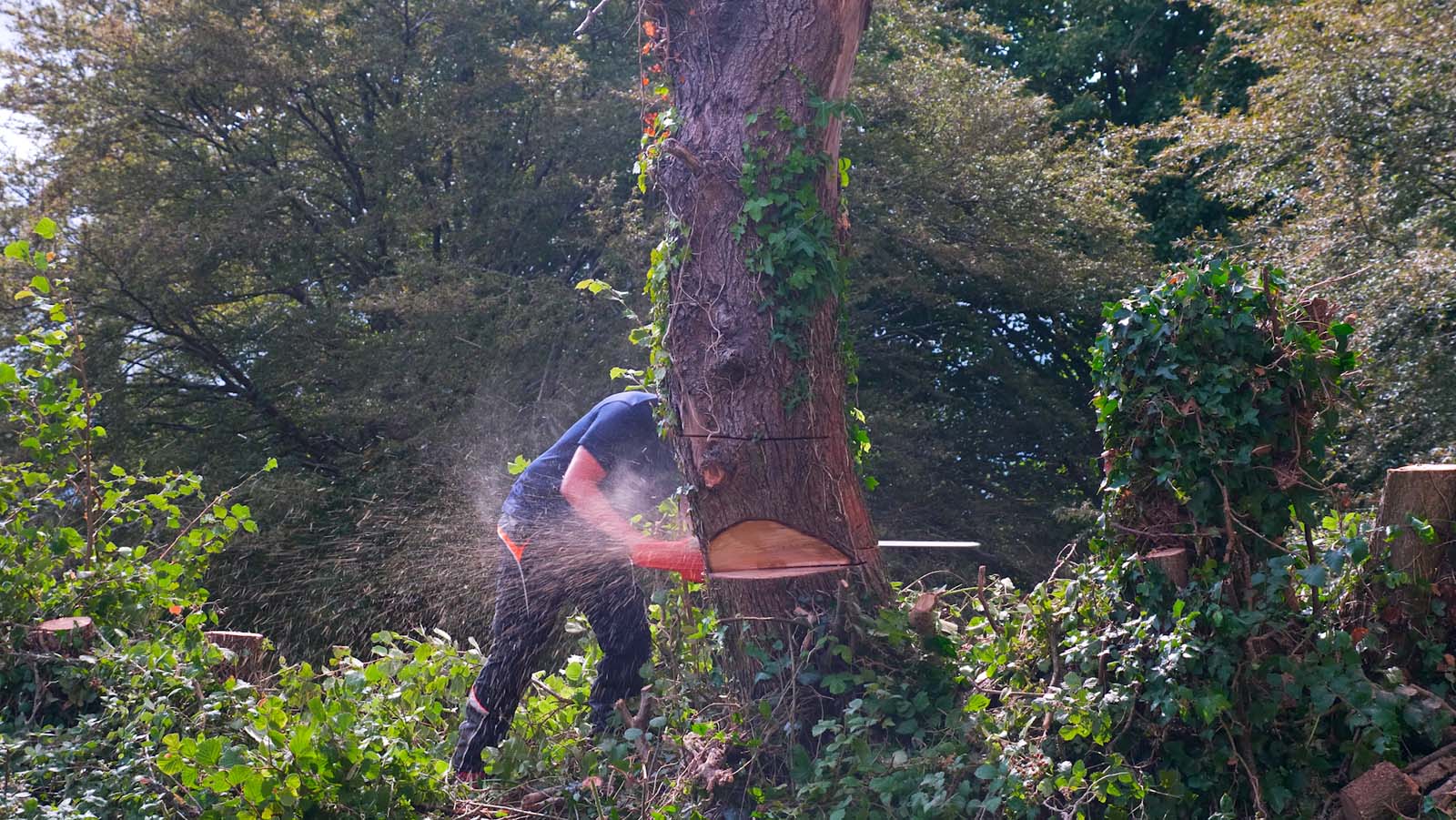 Tree Work 4