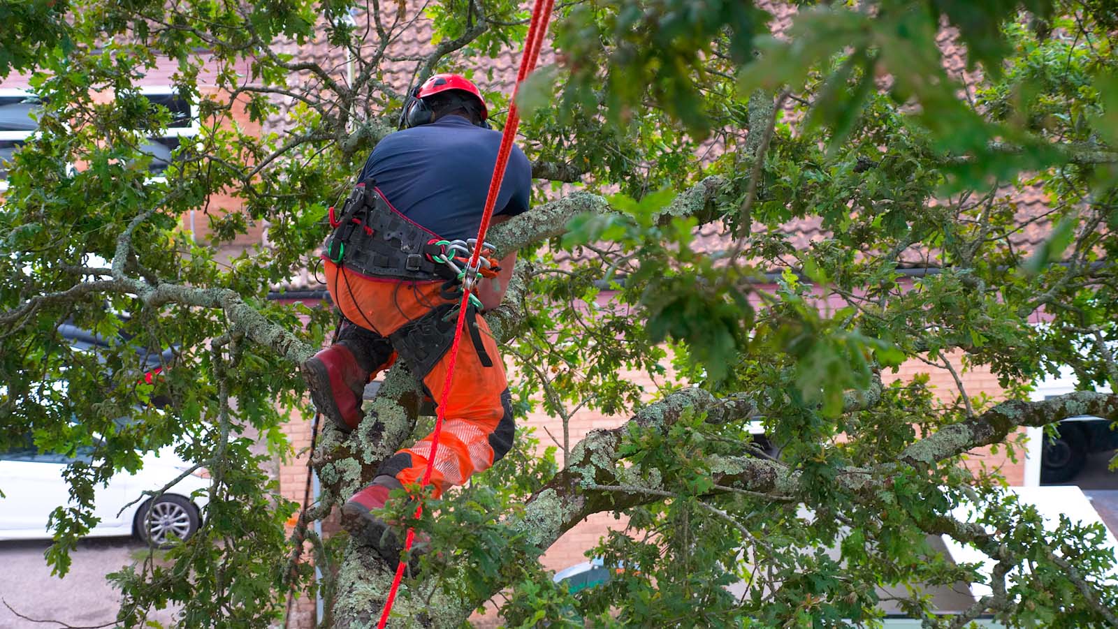 Tree Work